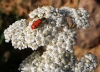 Achillea millefolium L.