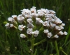 Achillea millefolium L.