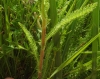 Achillea millefolium L.