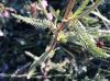 Achillea millefolium L.