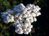 Achillea millefolium L.