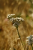 Achillea sp.