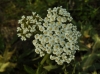 Achillea sp.