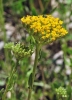 Achillea ageratum L. Achillea ageratum L.