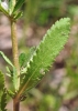 Achillea ageratum L. Achillea ageratum L.