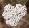 Achillea millefolium L.