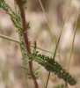 Achillea millefolium L.