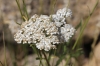 Achillea millefolium L.