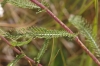 Achillea millefolium L.