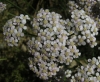 Achillea millefolium L.