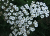 Achillea millefolium L.