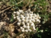 Achillea millefolium L.