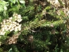 Achillea millefolium L.