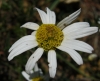 Anthemis arvensis ? 2/3