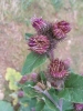 Arctium minus (Hill) Bernh.