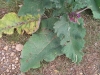 Arctium minus (Hill) Bernh.