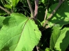 Arctium minus (Hill.) Bernh.