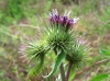 Arctium minus (Hill.) Bernh.