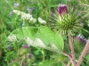 Arctium minus (Hill.) Bernh.