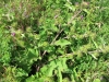 Arctium minus (Hill.) Bernh.