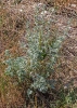 Artemisia absinthium ? 1/3