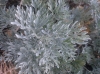 Artemisia absinthium ? 2/2