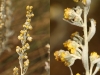 Artemisia absinthium ? 2/3