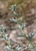 Artemisia absinthium ? 3/3