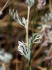 Artemisia absinthium ? 3/3