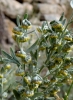 Artemisia absinthium L.