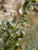 Artemisia absinthium L.