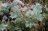 Artemisia absinthium L.