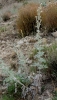 Artemisia absinthium L.