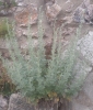 Artemisia absinthium L.