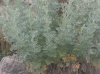 Artemisia absinthium L.