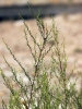 Artemisia campestris L.