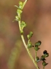 Artemisia campestris L.