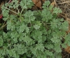 Artemisia absinthium 1/5