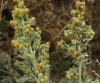 Artemisia absinthium 2/5