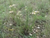 Aster sedifolius ? 1/5