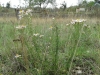 Aster sedifolius ? 2/5