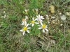 Aster sedifolius ? 3/5