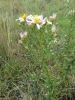 Aster sedifolius ? 4/5