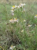 Aster sedifolius ? 5/5