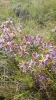 Aster sedifolius ?