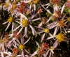 Aster sedifolius