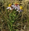 Aster sedifolius 1/2