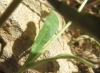 Asteriscus spinosus (L.) Sch.Bip.