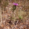 Atractylis humilis L.