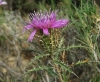 Atractylis humilis L.